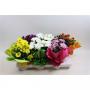 CHRYSANTHEME rondella 5P H27 P14