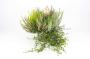 Bruyere+feuillage h30-p17-deco