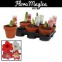 AMARYLLIS 2FLR H25 P13-TC