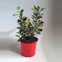 ILEX argentea Marginata H15 P12