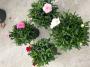 DIANTHUS x Oscar H15 P12
