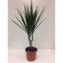 DRACAENA marginata TG H50 P12