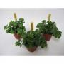 SEDUM tornado Bambino H10 P5.5