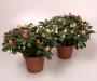 AZALEA carnaval H30 P12