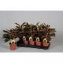 AGLAONEMA crete H30 P12
