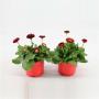 BELLIS rouge H12 P10.5-TST