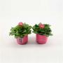 BELLIS rose H12 P10.5-TST