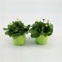 BELLIS blanc H12 P10.5