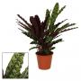 CALATHEA insignis H45 P14