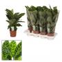 CALATHEA zebrina H50 P14