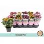 Chrysantheme special 3p-h25-p12