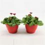 BELLIS rouge H15 P14-TST