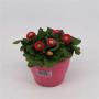 BELLIS rose H15 P14-TST