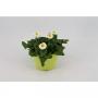 BELLIS blanc H15 P14