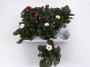 BELLIS H18 P11