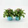 MYOSOTIS sylvatica Mon Amie Rose H15 P10.5