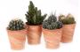 Cactus Ot18 Vase H20-P12-Tc
