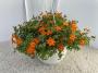 Bidens blazing glory h40-suspø27