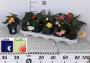 BEGONIA tuberosa Illumination H18 P11