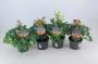 AQUILEGIA barock H25 P12