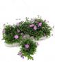 BRACHYSCOME brasco Violet H20 P13