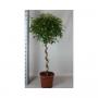 FICUS benjamina SPIR H180 P40