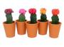 Cactus Mt19 H20-P9-Tc