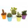 Cactus mt102 h10-p9-zinc