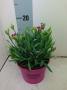 DIANTHUS pink Kisses H20 P12