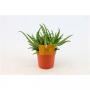 ALOE spider H20 P10.5