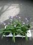 AGAPANTHUS bleu H35 P14
