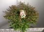 Abelia grandiflora 'prostrata' h40-c7.5l