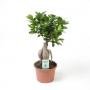 FICUS ginseng H35 P15