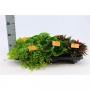 PEPEROMIA H20 P12