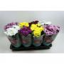 CHRYSANTHEME flr Dble 5P H27 P14