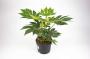 FATSIA japonica Spiderweb H50 P19