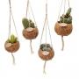 CACTUS kokodama H10 P12-BIO