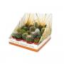 CACTUS real Desert Rd01 H25 P5.5