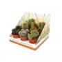 CACTUS real Desert Rd03 H30 P8.5