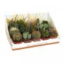 CACTUS real Desert Rd05 H30 P10.5