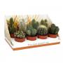 CACTUS real Desert Rd06 H30 P12