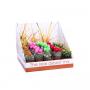 CACTUS fleurs Art. Real Desert Rd07 H23 P5.5