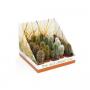 CACTUS real Desert Rd08 COLONN H23 P5.5