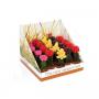 CACTUS carton Real Desert Rd17 H23 P5.5