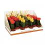 CACTUS real Desert Rd18 GREF H30 P8.5