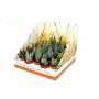 ALOE real Desert Rd19 H23 P5.5