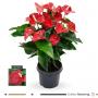 ANTHURIUM dark Red 10+FLR H70 P21