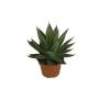 AGAVE shaka Zulu H30 P15