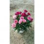 DIANTHUS ten Nelken Trio H20 P14