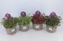 OXALIS trifolium Repens H30 P17